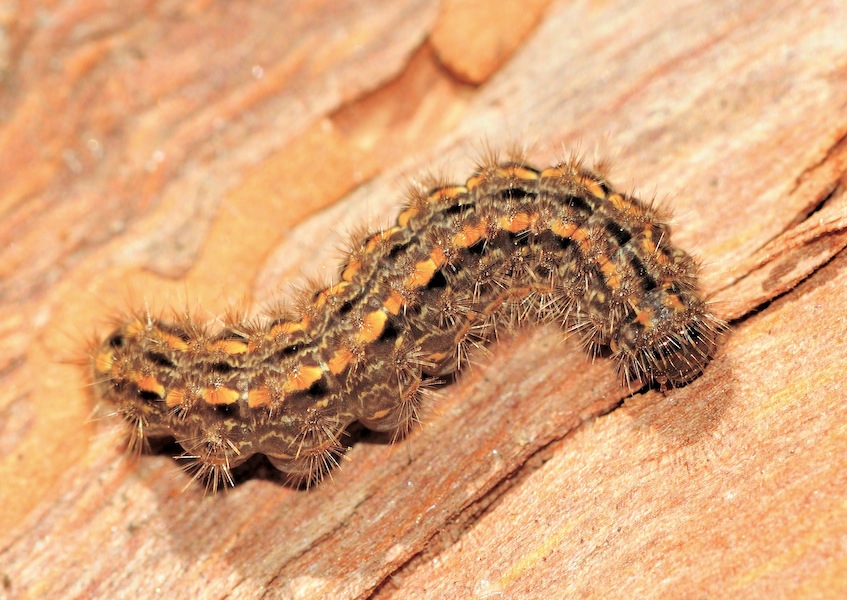 Larva di Eilema caniola